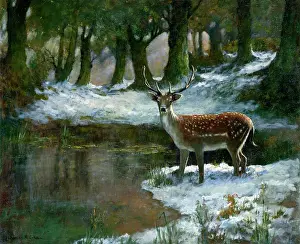 Stags: Stag in Snow