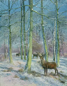 Stags: Stag in the Snow