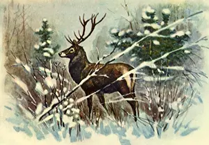 Twigs: Stag in Snowy Clearing