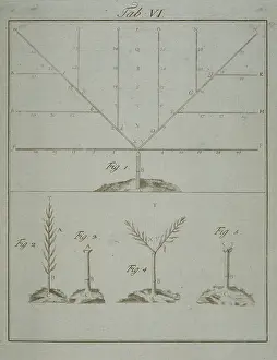 Wurzburg: Stages in Pruning - 1