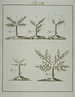 Wurzburg: Stages in Pruning - 2