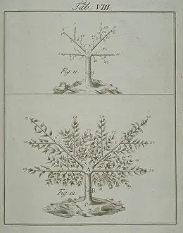 Wurzburg: Stages in Pruning - 3