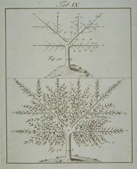 Wurzburg: Stages in Pruning - 4