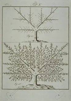 Wurzburg: Stages in Pruning - 5