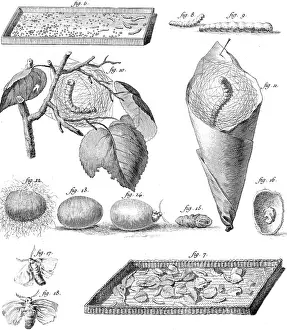 Cocoon: STAGES OF THE SILKWORM