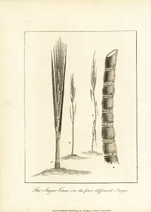 Stedman: Four stages of sugar cane, Saccharum officinarum