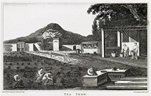 Thea: Stages of tea production, China