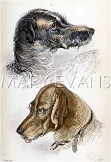 Staghound: STAGHOUND AND BLOODHOUND