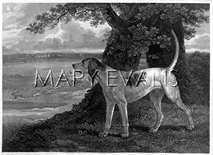 Reinagle: STAGHOUND (REINAGLE)