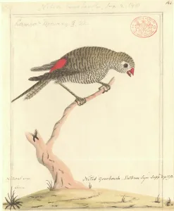 Estrildidae: Stagonopleura bella, beautiful firetail
