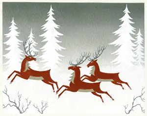 Stags: Three stags with fir trees behind