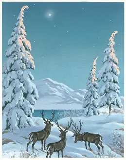 Stags: Stags in snow beside fir trees and lake