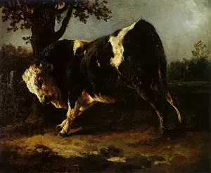 Rubbing: Stained Black and White Bull