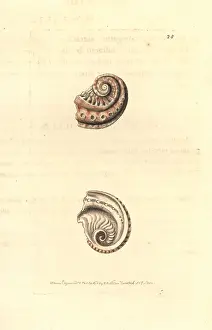 Elford: Staircase abalone, Haliotis scalaris