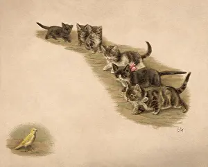 Stalk: Stalking Kittens