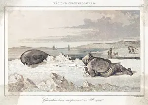 Stalks: STALKING A SEAL