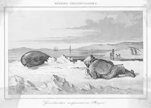Stalks: STALKING A SEAL