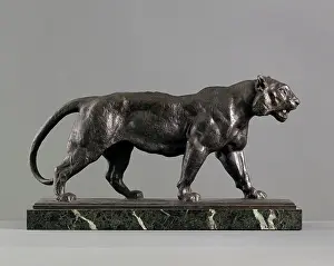 Tigers: Stalking Tiger