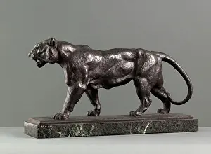 Tigers: Stalking Tiger