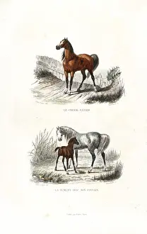 Pourrat: Stallion, mare and foal