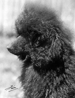 Thomas Fall: STANDARD POODLE/1940