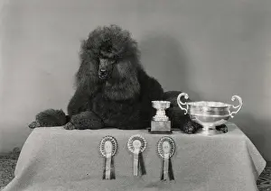Prizes: Standard poodle, Ch Leighbridge Catmint