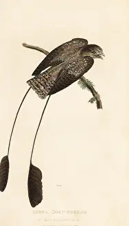 Howitt: Standard-winged nightjar, Macrodipteryx longipennis