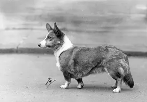 Honey: STANDING CORGI 1937