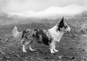 Wylie: STANDING DOG