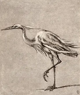 Storks: Standing Heron