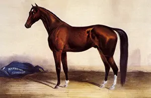 Barnyard: Standing Horse