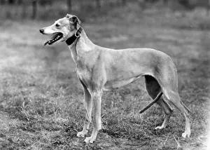 Greyhound: STANDING LURCHER 1944