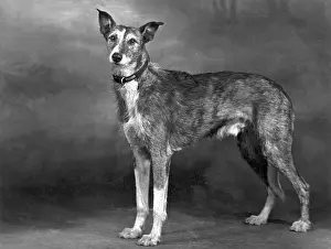 Greyhound: STANDING LURCHER 1951