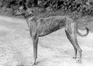 Greyhound: STANDING LURCHER