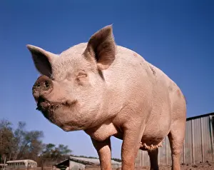 Pigpen: STANDING PIG WITH DIRTY NOSE