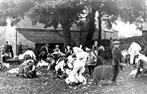 Shearing: Stanhope Sheep Clipping in 1914