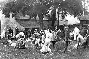 Shearing: Stanhope sheep shearing early 1900s