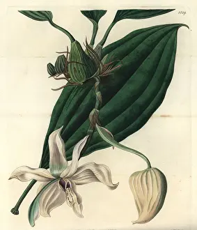 Grandiflora: Stanhopea grandiflora orchid