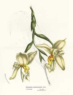 Houtte: Stanhopea graveolens orchid