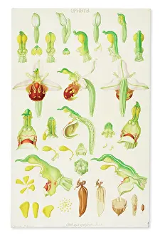 Dissected: Stanhopea insignis, orchid