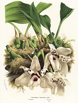 Stanhopea: Stanhopea martiana orchid