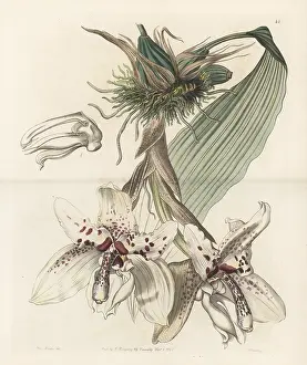 John Lindley: Stanhopea martiana orchid