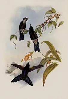 Stanleys: Stanley's Thorn-Bill, Ramphomicron Stanleyi