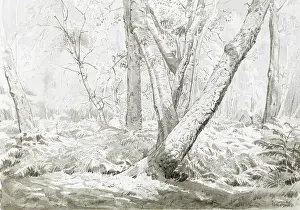 Stanmore: Stanmore Common woodland