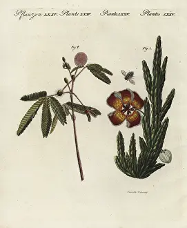 Succulent: Stapelia and sensitive plant