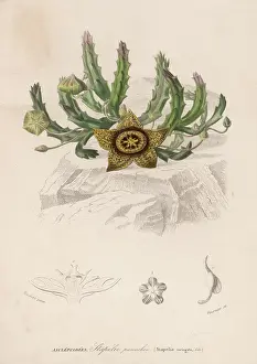 Variegata: STAPELIA VARIEGATA