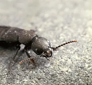 Segmented: Staphylinus olens, devil's coach horse beetle