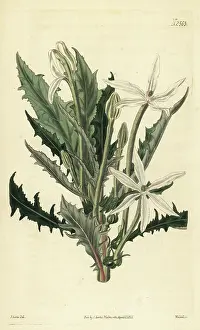 John Curtis: Star of Bethlehem, Hippobroma longiflora