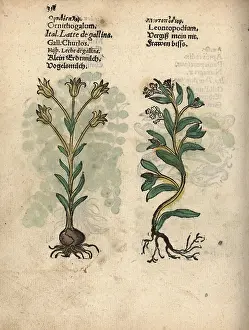 Ornithogalum: Star of Bethlehem, Ornithogalum umbellatum