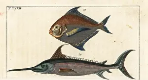 Gladius: Star fish and swordfish